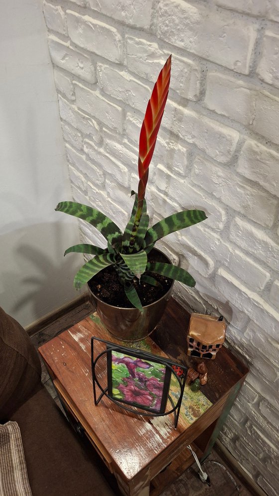 Flower in pot