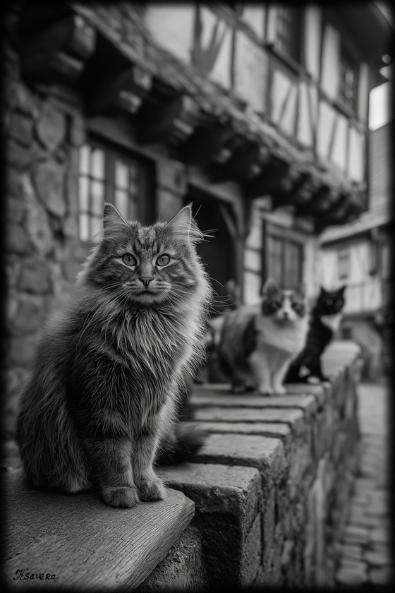 Cats in village B0805M