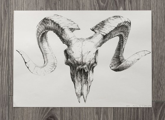 Bull skull v.01
