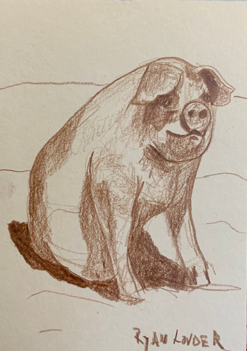 Small Pig  Drawing - Sitting Pig by Ryan  Louder