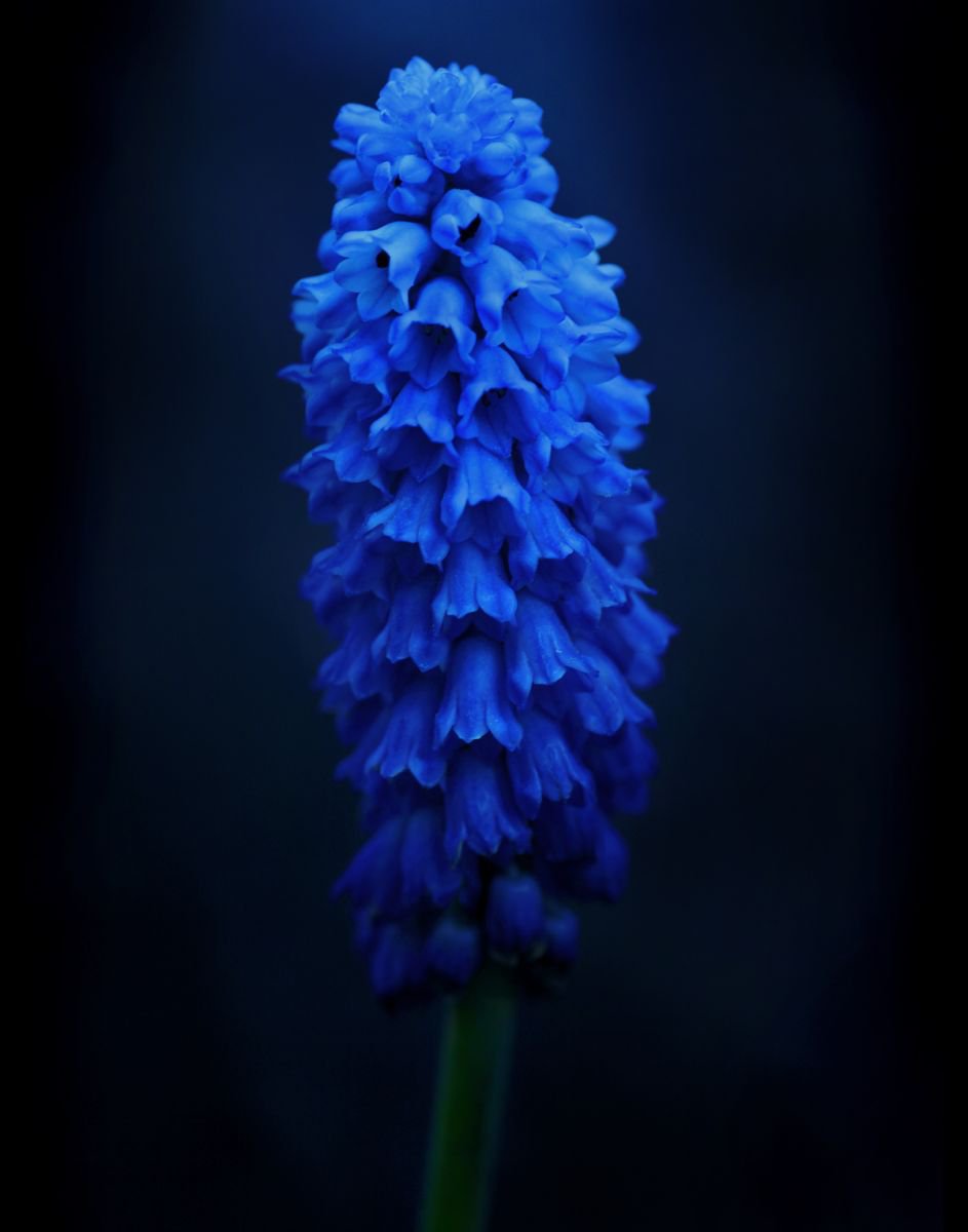 Photorealistic Botanical Photograph By Michael Filonow, 26 X 32", Blue Tower, Original Artwork