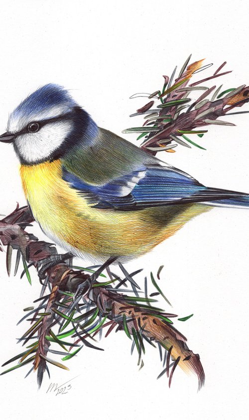 Eurasian Blue Tit by Daria Maier