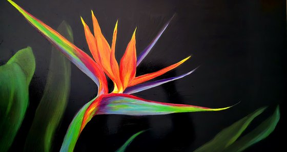 Bird of Paradise