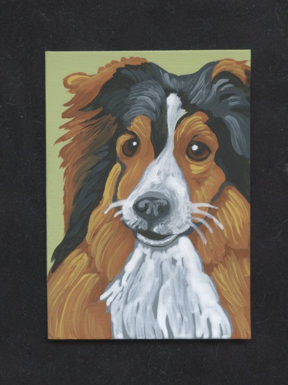 ACEO ATC Original Miniature Painting Sheltie Shetland Sheepdog  Pet Dog Art-Carla Smale