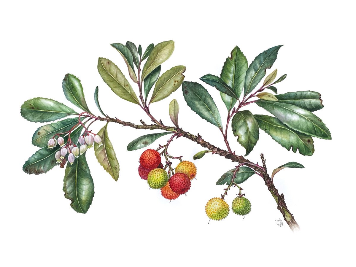 Strawberry tree branch botanical illustration by Ksenia Tikhomirova