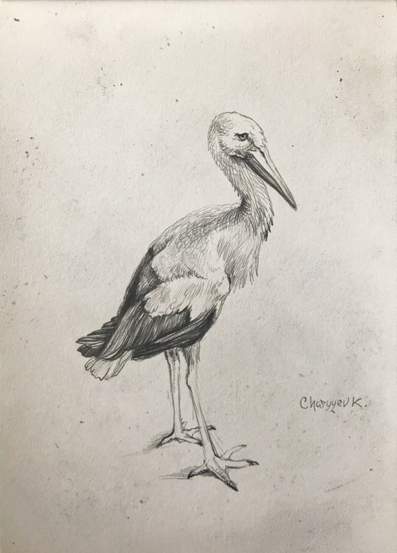 Stork