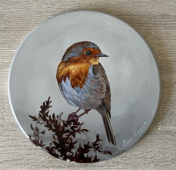 Robin bird
