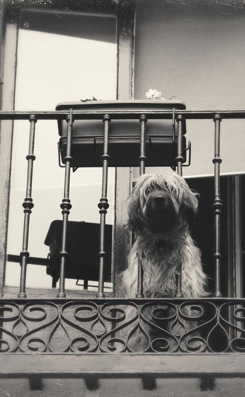 Balcony # 17 (dog) by Louise O'Gorman