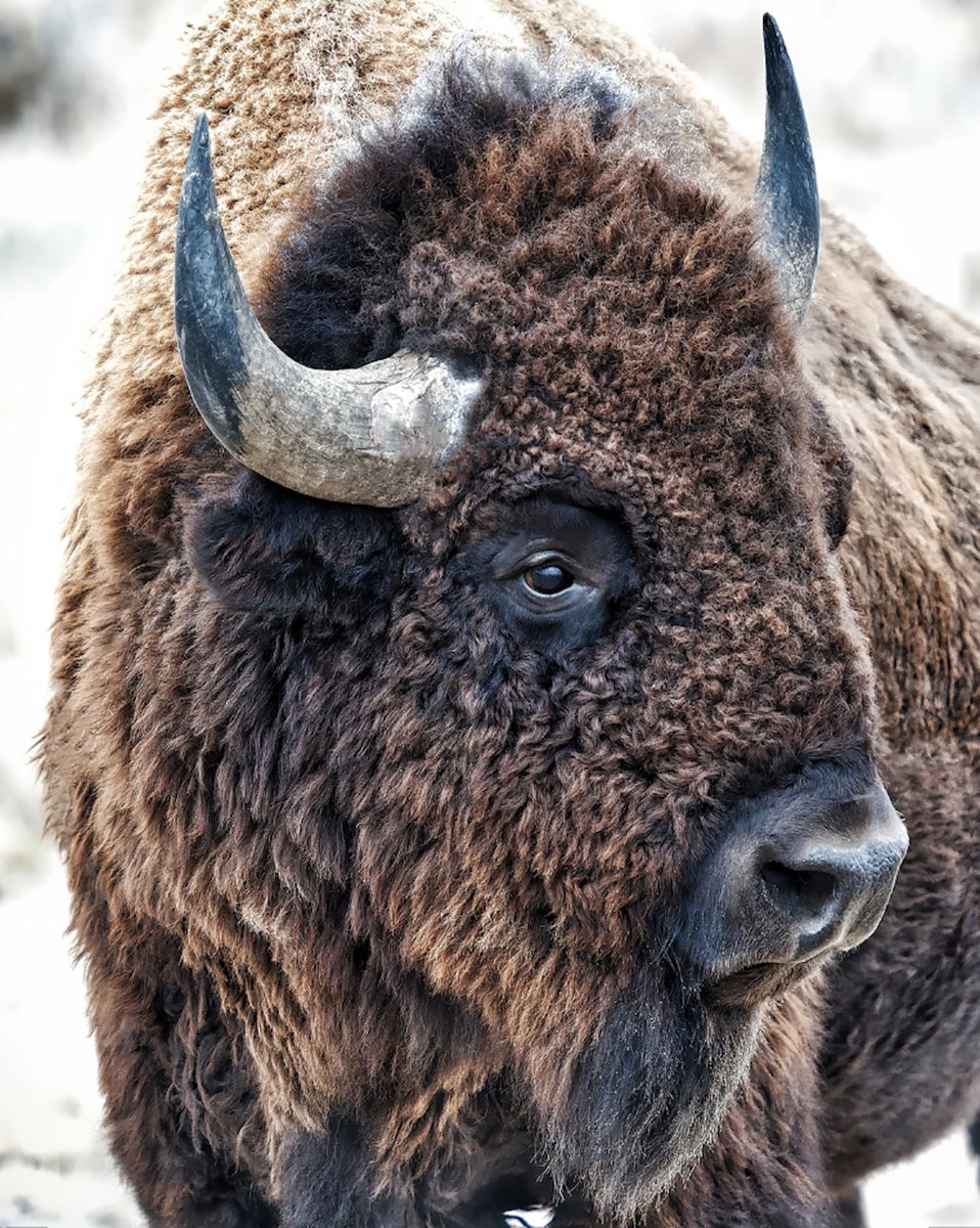 In The Presence Of Bison Photography Pring 16x20 by OLena Art - Lena Owens
