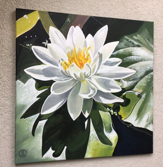 White Water Lilly