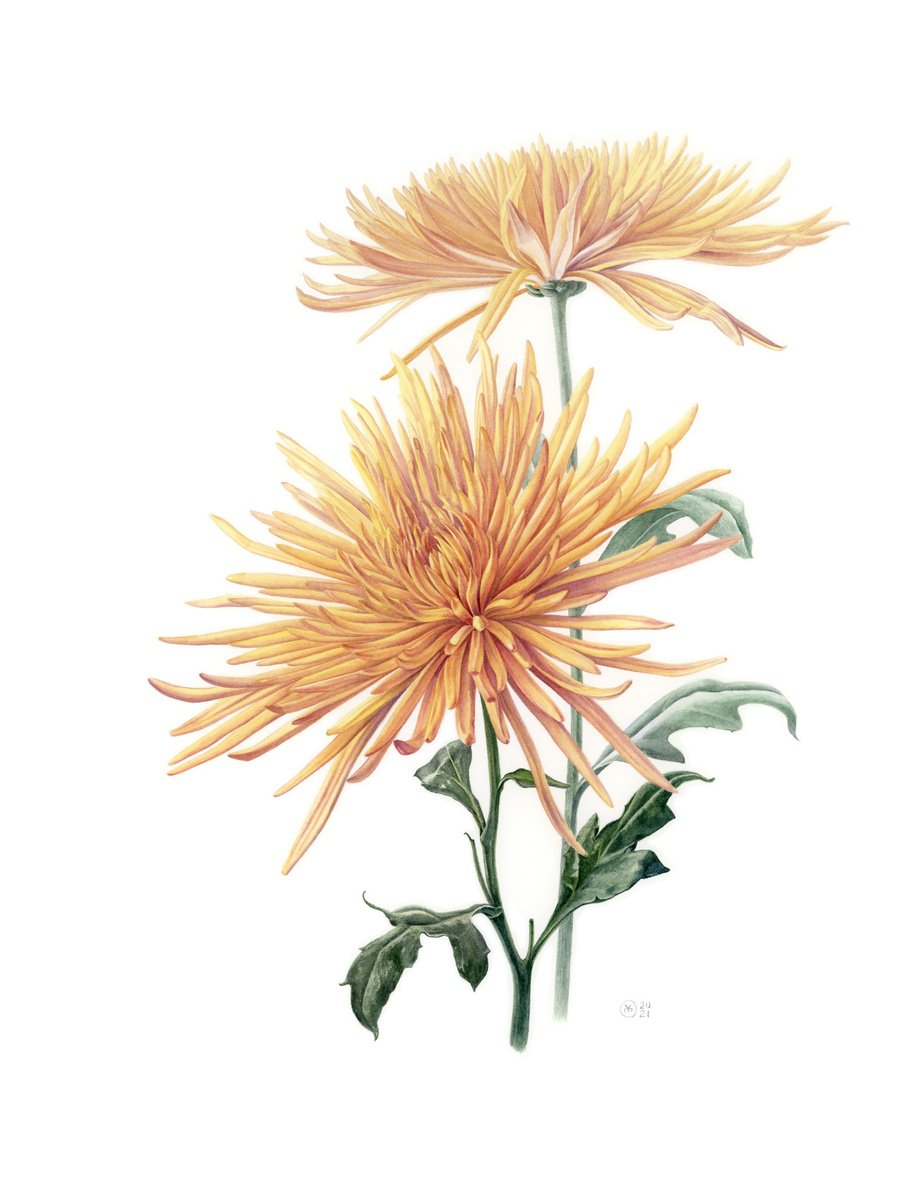 Photorealistic Botanical Watercolour By Yuliia Moiseieva, 17 X 22", 2 Yellow Chrysanthemums, Original Artwork