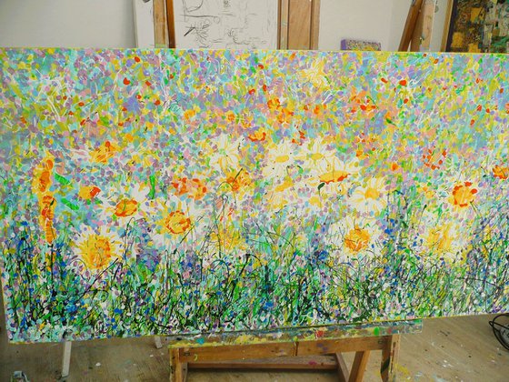 Wild Daisy Meadow 2025