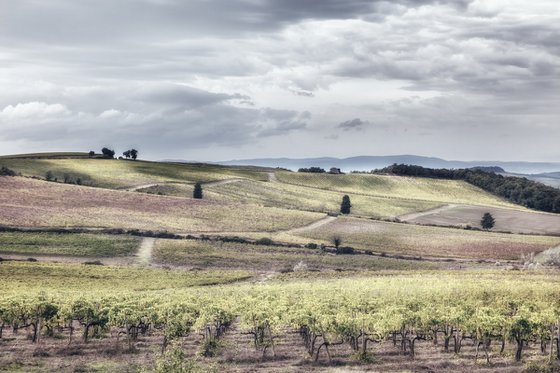 Chianti vineyards in autumn