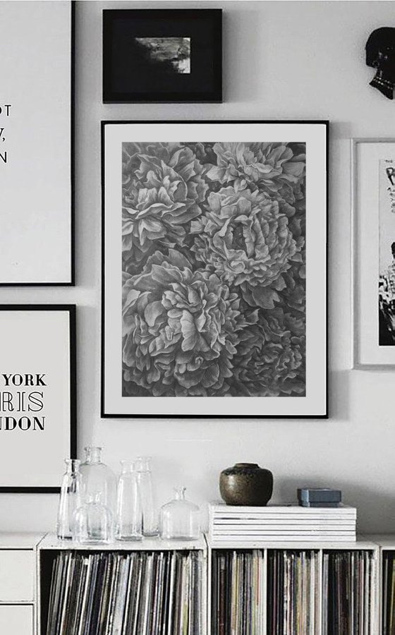 Peonies. Graphite Flowers Series