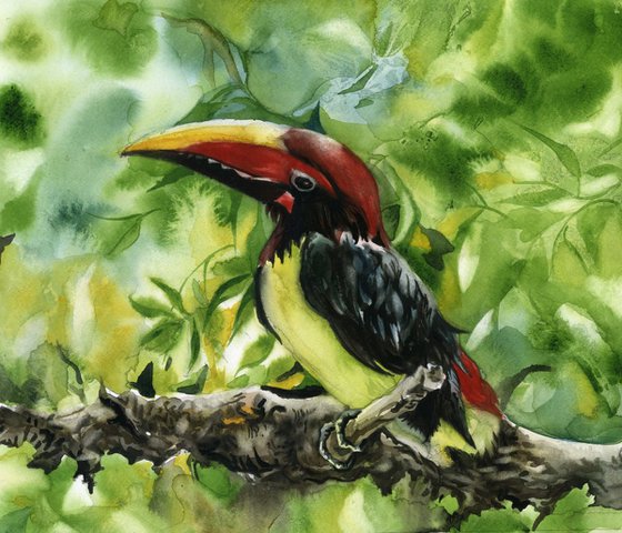 The green Aracari