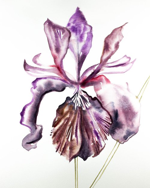 Iris No. 91 by Elizabeth Becker