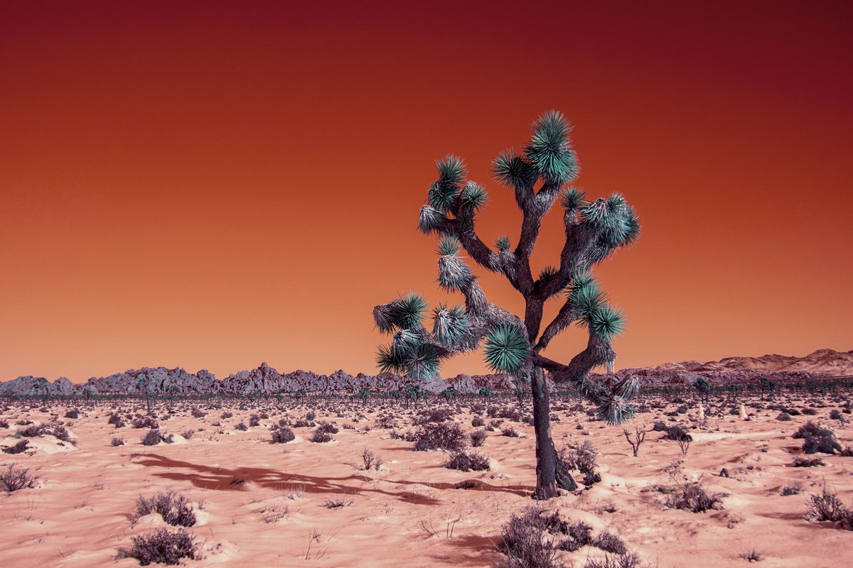 Winter Desert V by Mark Hannah