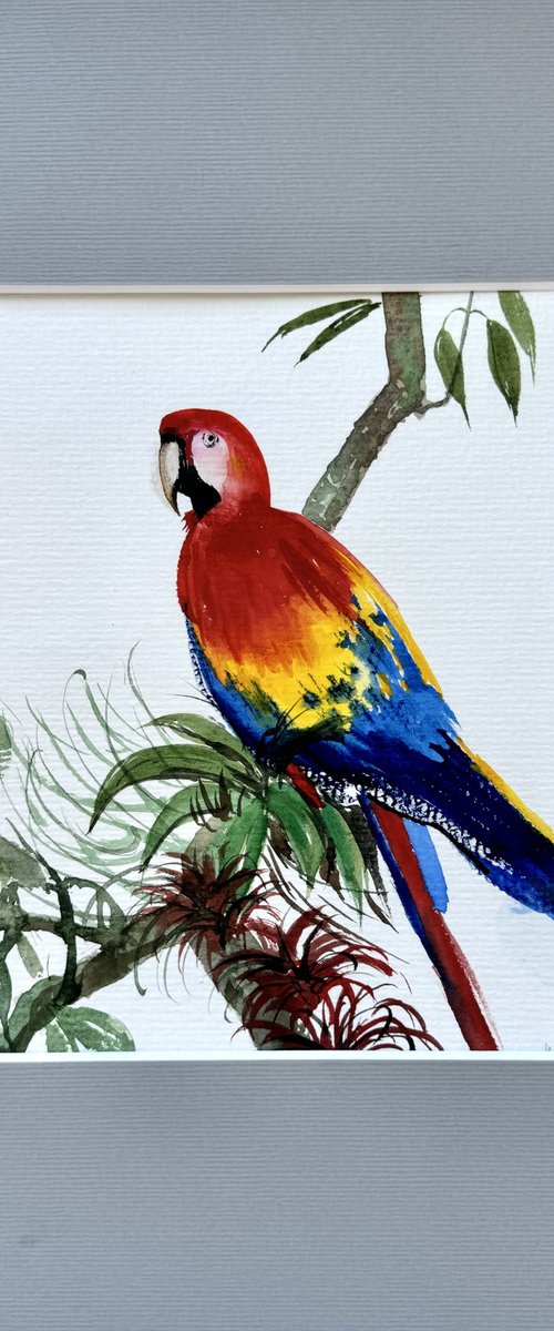 Parrot from Costa Rica by Yuliia Sharapova