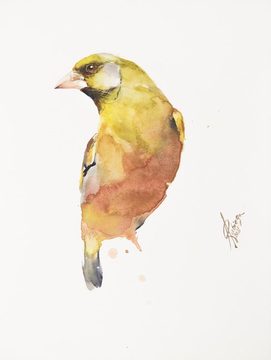 Greenfinch