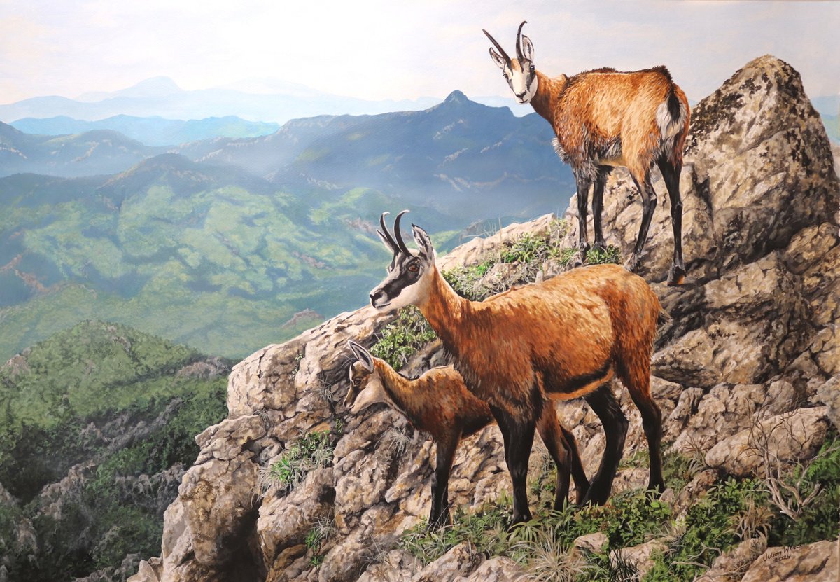 Photorealistic Animal Acrylic Painting By Julian Wheat, 39 X 27", Izards Des Pyrenees, Original Artwork