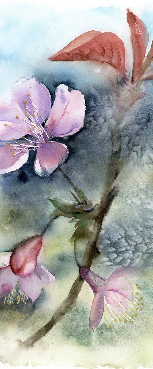 Cherry blossom branch by Olga Tchefranov (Shefranov)