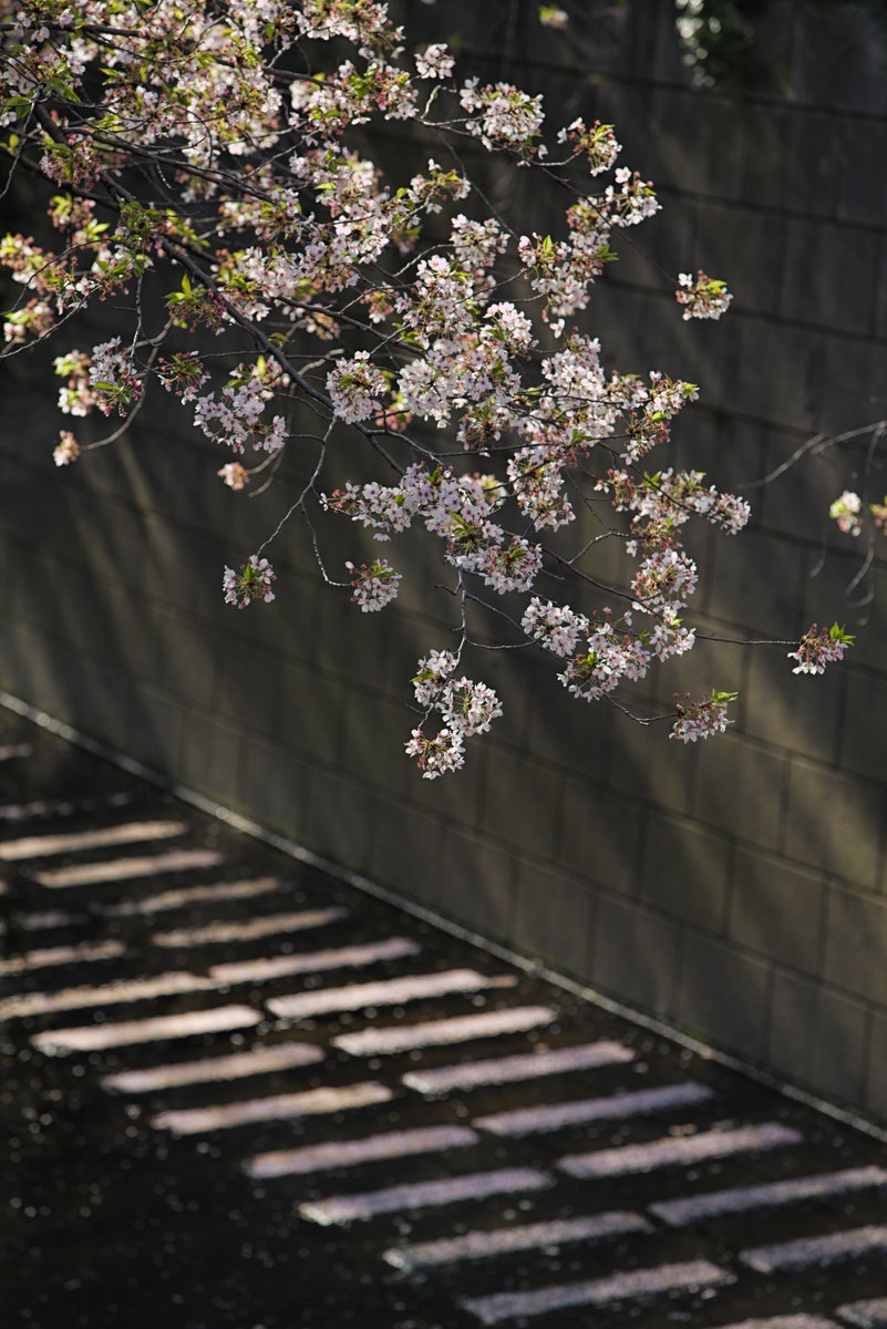 Abstract 4. Sakura 2 by Pavel Oskin