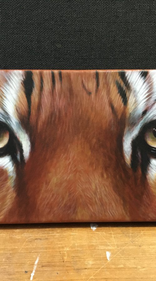 Tiger Eyes by Karl Hamilton-Cox