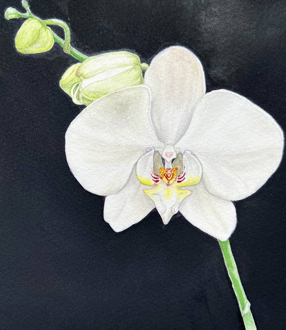 Wonderful orchid