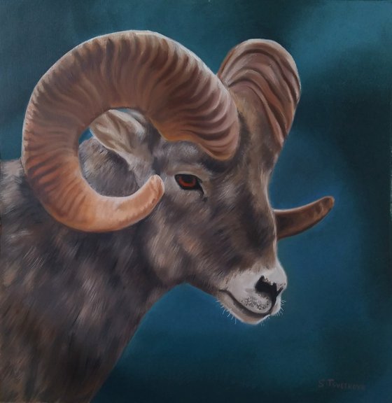 Horn sheep