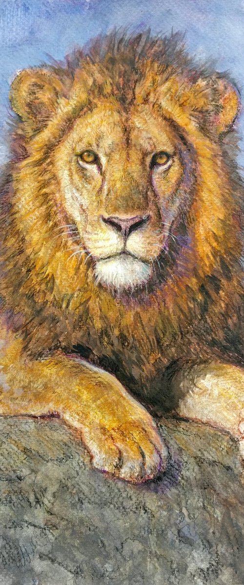 Lion by Gabriel Hermida