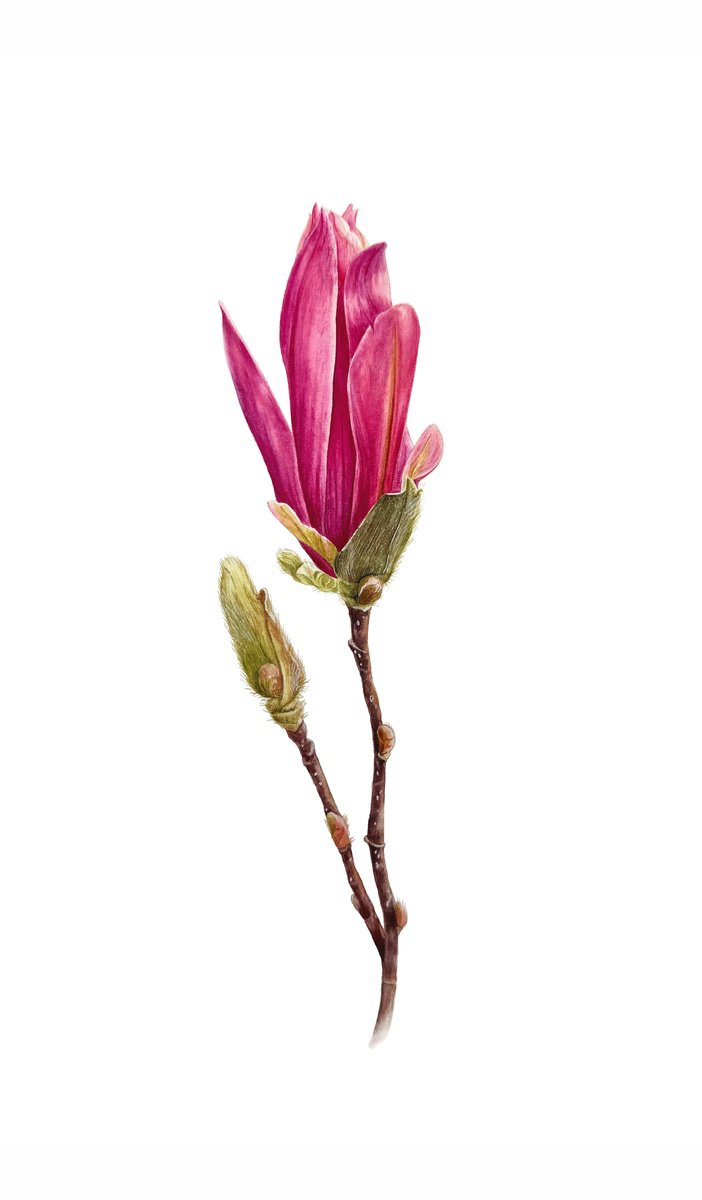 Photorealistic Watercolour , Pink Magnolia Painting By Yuliia Prokopchuk, 9 X 16, Artwork For Sale On Artfinder