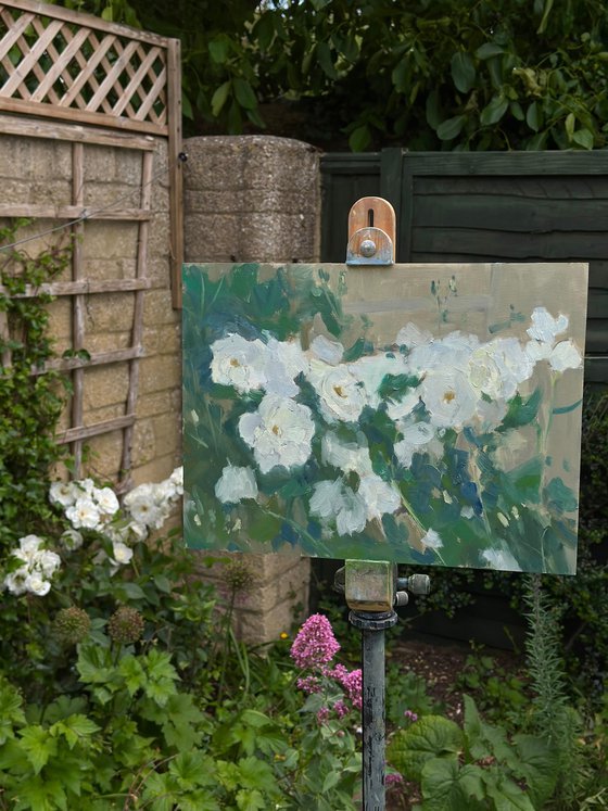 Iceberg Roses