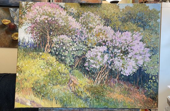 Lilac on the hill