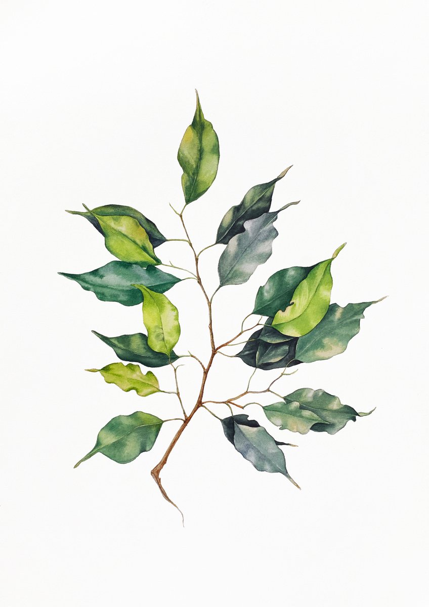 Photorealistic Watercolour , A Sprig Of Ficus Benjamin. By Nataliia Kupchyk, 15 X 22, Artwork For Sale On Artfinder