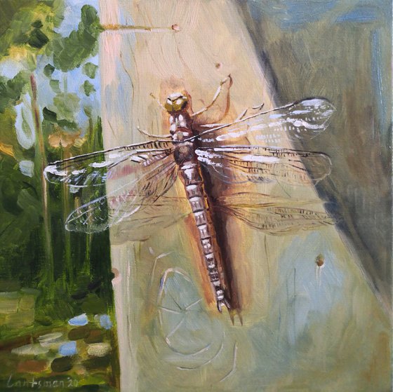 Dragonfly with transparent wings sits on a tree