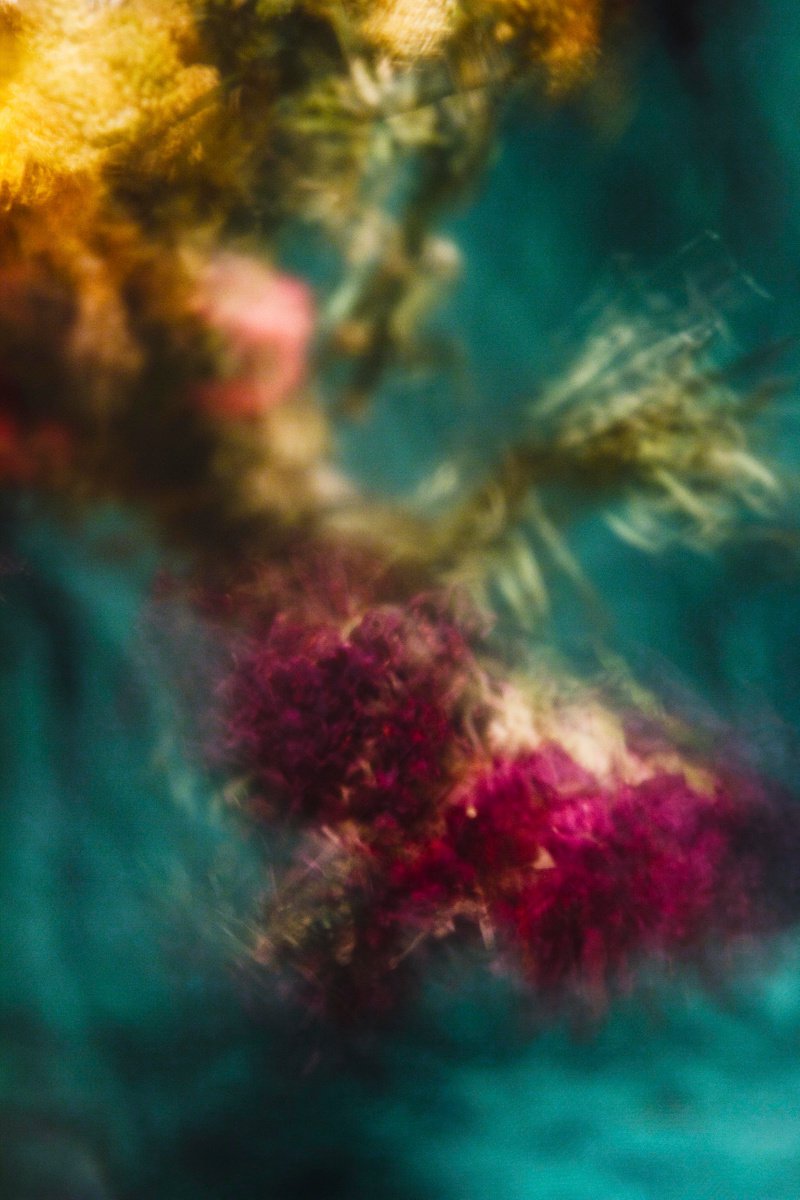 Impressionistic Botanical Photograph By Sandra Platas Hernandez, 12 X 17", Dancing Roses Ii, Original Artwork