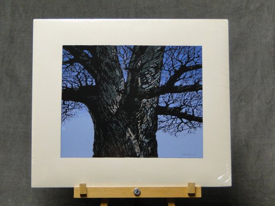 Black Oak