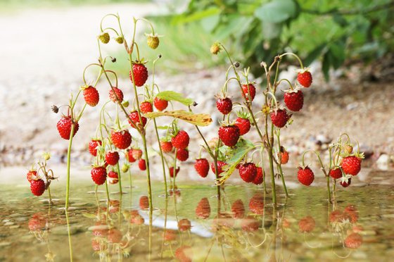 Wildberries in the river