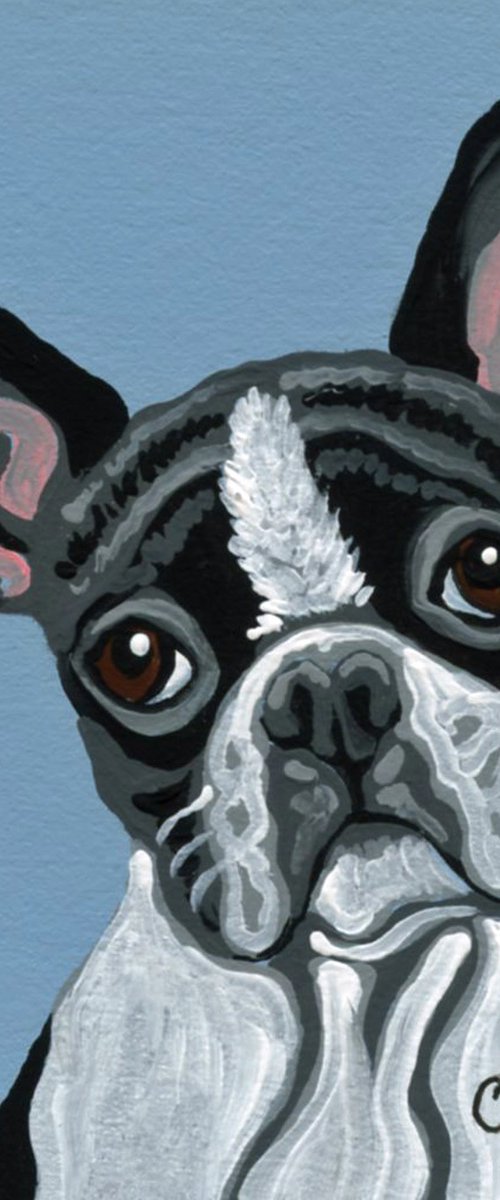 Boston Terrier by Carla Smale
