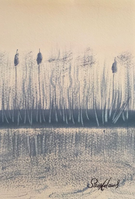 Bulrushes,reeds in the river bank