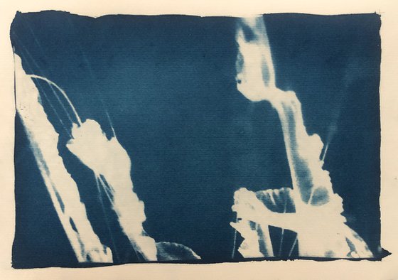 Umbrellas - Cyanotype print