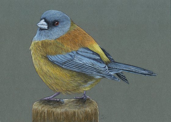 Original pastel drawing bird "Patagonian sierra finch"