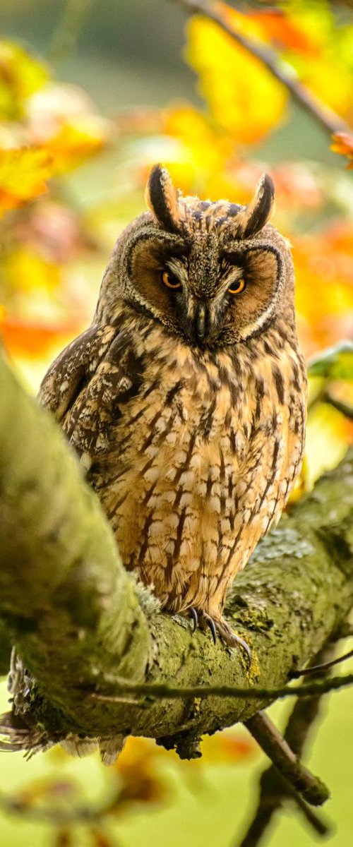 Long Eared Owl A3 by Ben Robson Hull