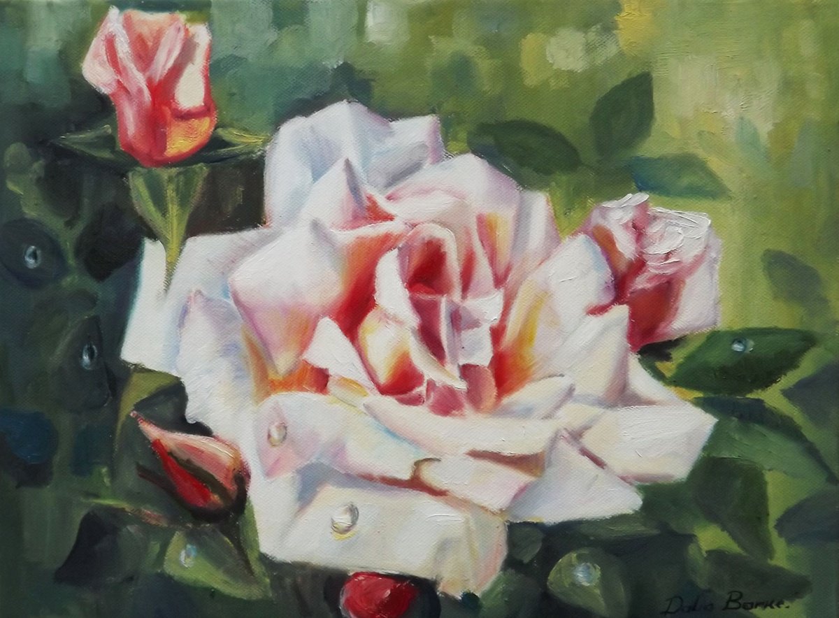 Rose by Dalia Barke