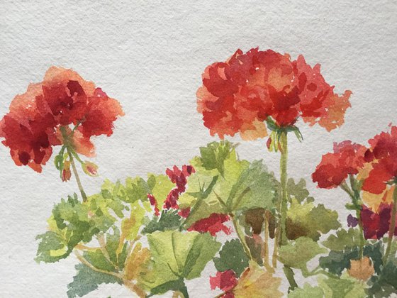 Geraniums