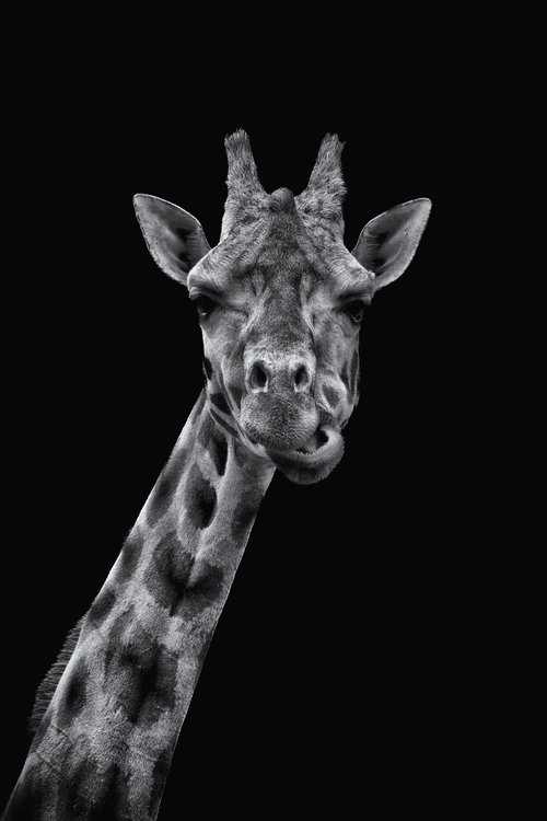 Giraffe Observing by Paul Nash