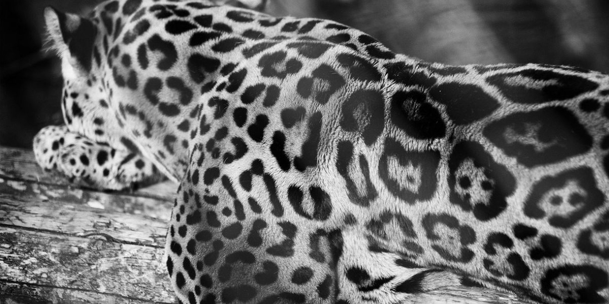 Art of the Day: "Stephen Hodgetts, Jaguar(Panthera onca), 2012" by Stephen Hodgetts Photography