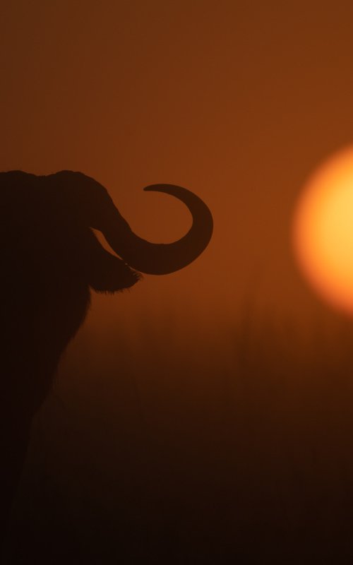 Horn of Africa by Nick Dale