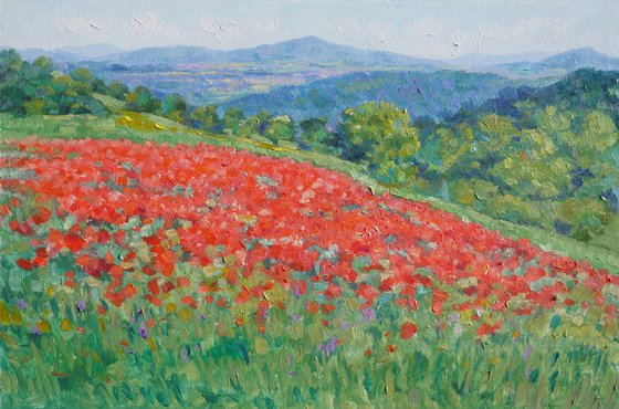 Field of poppies in Tuscany