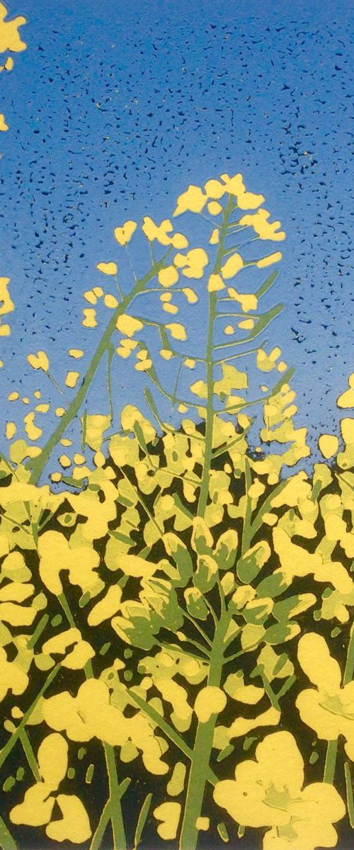 Yellow Field by Alexandra Buckle